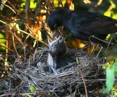 Amsel-6-Tag-10.jpg